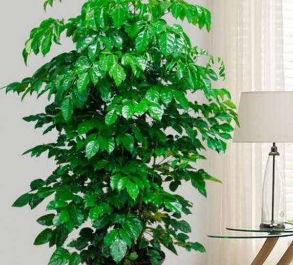 客厅放什么植物风水好