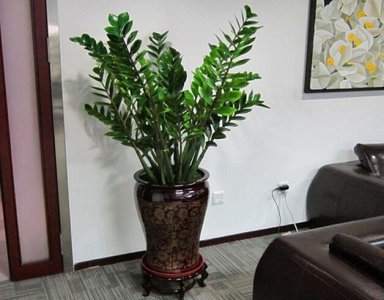 进门放什么植物风水好 进门适合放哪种植物风水较好