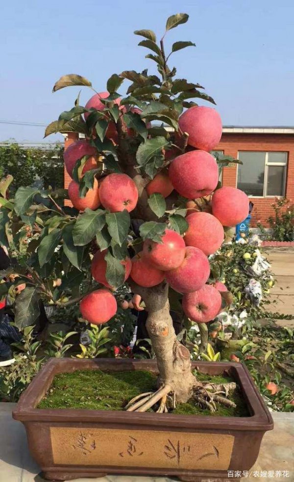 家里种苹果树好不好