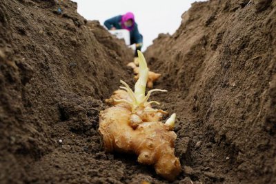 种姜用什么土最好 种姜选用哪种土壤最佳？