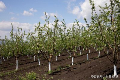 果树秋天能移栽吗 果树秋季可否迁移种植？