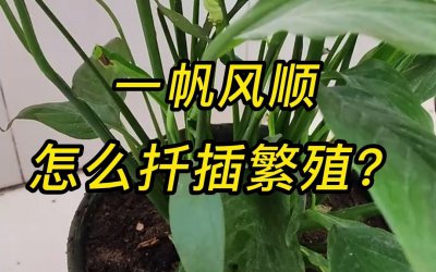 一帆风顺扦插快速生根方法 顺利扦插快速生根技巧
