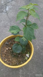 ?；ㄇげ宥嗑蒙??；ú逯π瓒嗑贸苫?？