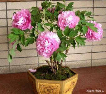芍药盆栽的种植方法法和注意事项 栽培芍药盆栽的步骤及注意事项