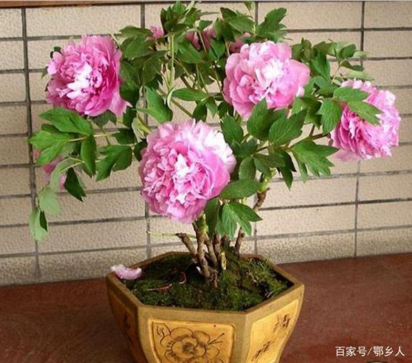 芍药盆栽的种植方法法和注意事项