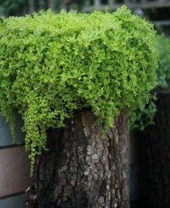 垂盆草又名什么草 垂盆草的别名是什么？