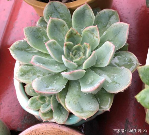 哪些多肉可以露养不怕雨淋