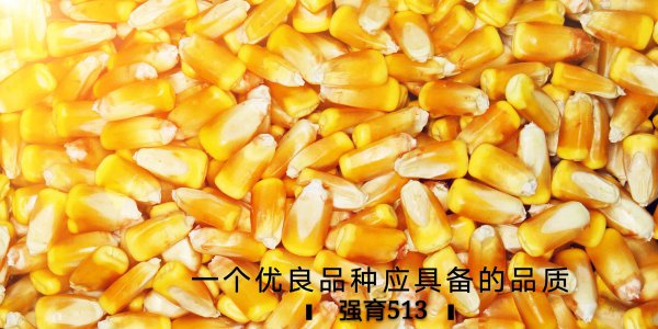 强育513玉米种子简介