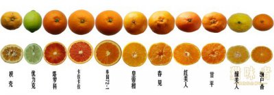 最好吃的橘子品种排名 橘子品种口感排行榜