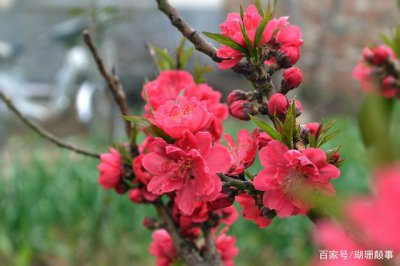 桃花品种分为几种桃花 桃花有几种品种？