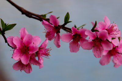 观赏桃花十大品种 十大桃花观赏品种