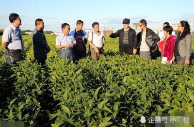黑农84大豆品种简介 介绍黑农84大豆品种