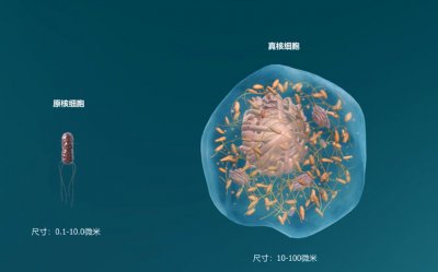 黑藻是真核还是原核细胞生物 黑藻是属于真核细胞还是原核细胞生物？