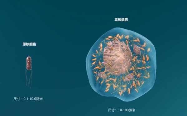 黑藻是真核还是原核细胞生物