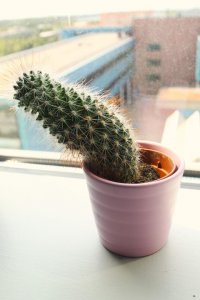 最耐阴的十大室内植物 最适合在阴暗环境下生长的十种室内植物