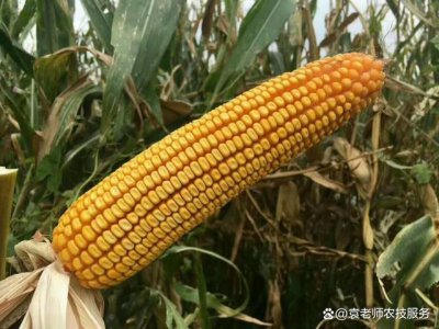 2022年种什么玉米品种好 2022年适合种植哪些玉米品种？