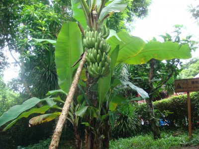 香蕉是木本植物对吗 香蕉属于木本植物吗？