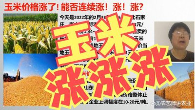 2022年春节前后玉米能涨价吗