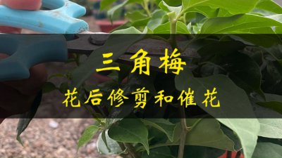 三角梅怎样过冬?；ず托藜?三角梅冬季养护及修剪技巧