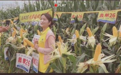 蠡单26玉米品种简介 蠡单26种玉米品种概要