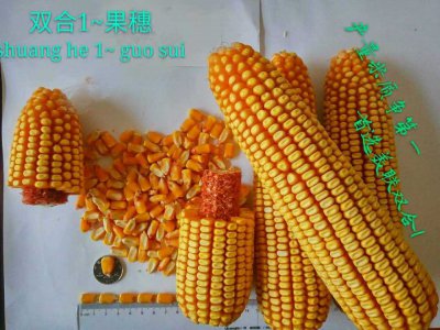 美达5917玉米种子怎么样 美达5917玉米种子的表现如何？