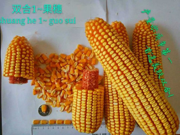 美达5917玉米种子怎么样