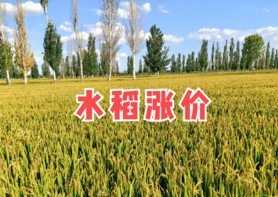 2022年春节过后水稻会暴涨吗 2022年春节后水稻价格是否会飙升？