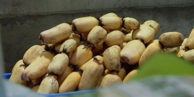 湖北莲藕产地哪里最好 湖北哪里出产的莲藕最佳？