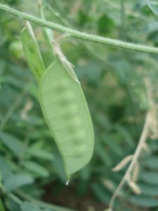 荚果植物有哪些 哪些植物属于荚果类？
