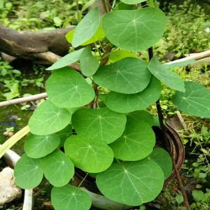 山乌龟耐寒吗 山乌龟能否耐受寒冷环境？