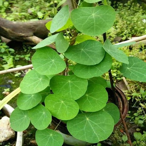 山乌龟耐寒吗