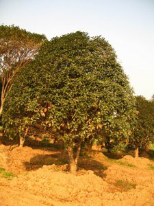 四季桂花耐寒吗 四季桂花是否能耐寒？