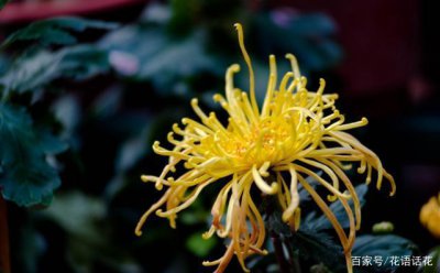 花中隐士指的是什么花名 隐士花的别名是什么？