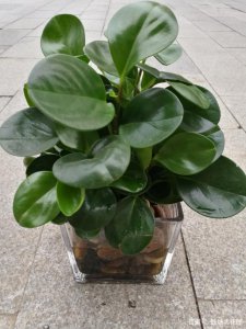 适合北方干燥环境的室内植物盆栽 适合干燥气候的室内植物盆栽
