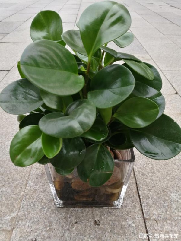 适合北方干燥环境的室内植物盆栽