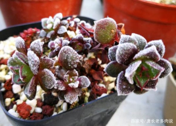 怕冷的多肉品种有哪些