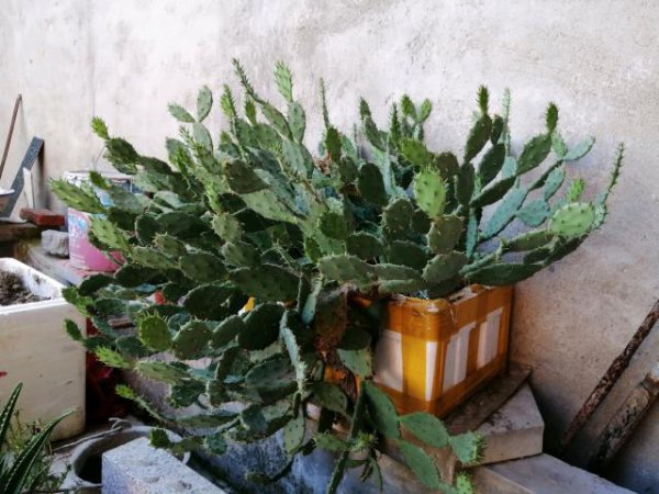 仙人掌冬天怎么养才能安全过冬