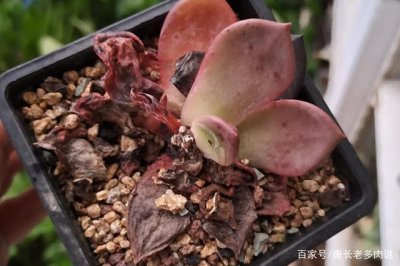 多肉零下几度会冻死 多肉植物能承受多低温度？
