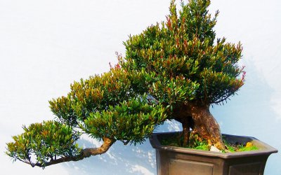 小叶赤楠耐寒吗 小叶赤楠是否耐寒？