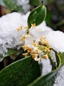 桂花树北方能露天过冬吗 桂花树北方适合露天越冬吗？