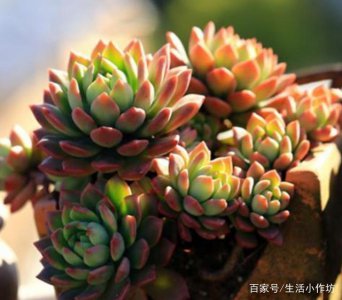 多肉耐寒耐冻吗 多肉植物能耐低温吗？