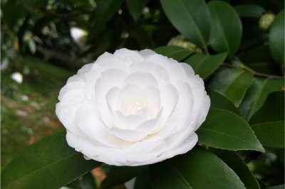 山茶花耐寒耐冻吗 山茶花能承受低温吗？