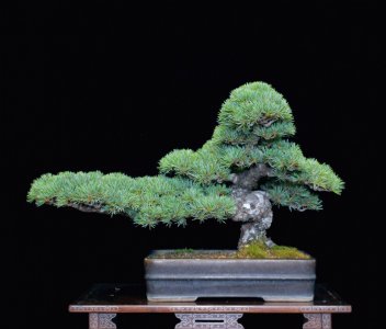 大阪松哪个品种最名贵 哪种大阪松最昂贵？