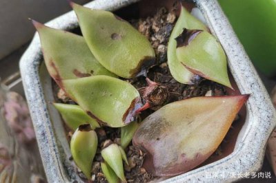 多肉冬天会死吗 多肉植物冬季会不会死亡？