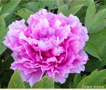 牡丹品种哪个花最香 哪种牡丹花香气最浓郁？