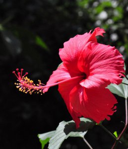 扶桑花哪个品种最好 哪种扶?；ㄆ分肿钣牛?/></i><h2>扶?；母銎分肿詈?哪种扶桑花品种最优？</h2><p>一篇关于扶?；母銎分肿詈玫幕ɑ苤种驳南喙鼐?，接下来绿植迷网站点小编为网友介绍。扶?；母銎分肿詈梅錾；ㄆ分肿詈玫氖墙跻斗錾?、红扶桑、</p></a></li>
            <li><a href=