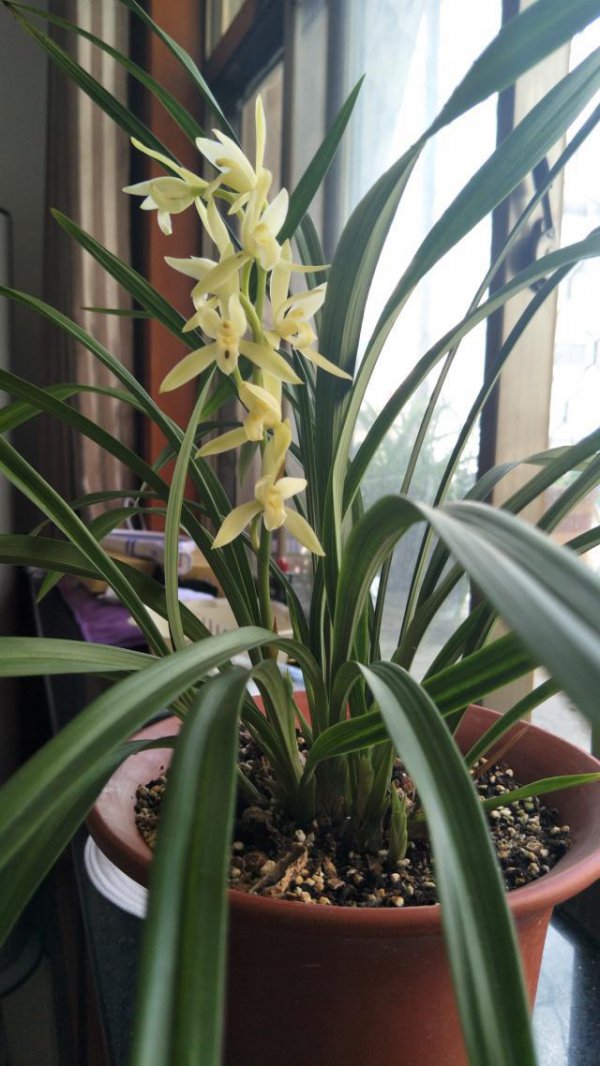 新手养什么兰花品种好入门什么品种的兰花好养活