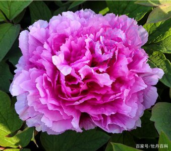 牡丹什么品种好养又好看 选择养护简单又漂亮的牡丹品种