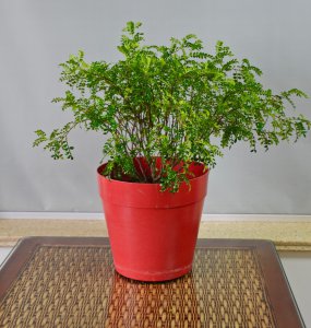 纤维植物有哪些品种 纤维植物有哪些种类？