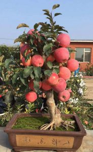 苹果树属于什么类植物 苹果树属于哪个植物分类？